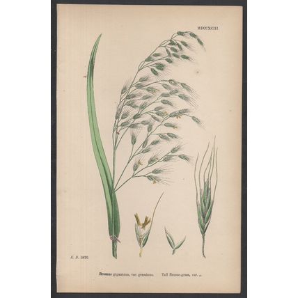 TALL BROME-GRASS, VAR. A 1872 John Edward Sowerby PLANT PRINT