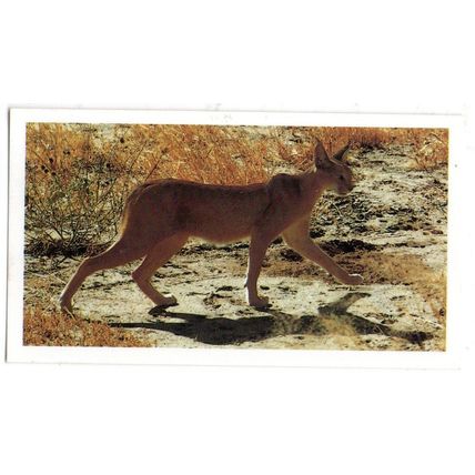PLAYER'S GRANDEE CIGAR CARD AFRICAN WILDLIFE 1990 EXCELLENT No. 4 CARACAL