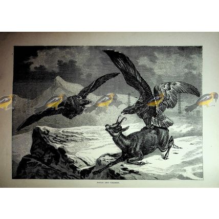 Eagle & Chamois, Italy, Book Illustration (Print), c1890