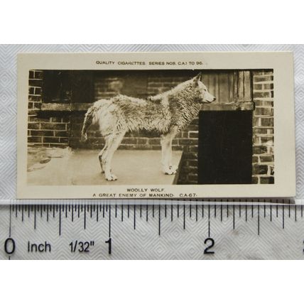 1926 Pattreiouex Real Photos Animals No. CA67 - Woolly Wolf