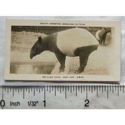 1926 Pattreiouex Real Photos Animals No. CM64 - Malayian Tapir