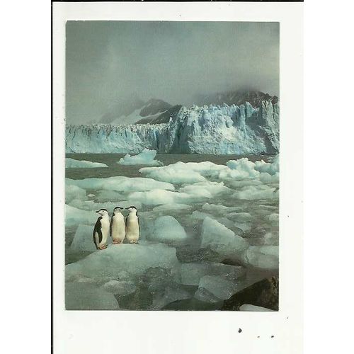 ANTARCTICA THE LAST WILDERNESS Penguins Athena Postcard (0650417)