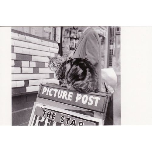 Postcard Tabby Cat Picture Post Advertising Board Hampstead London 1963 John Gay