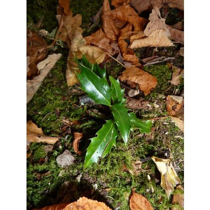 20 CHRISTMAS HOLLY ILEX TREE SAPLINGS 5-15CM - BARE ROOTED DUG TO ORDER WOODLAND
