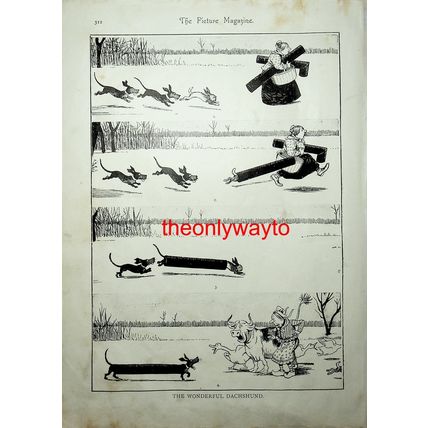 Wonderful Dachshund, Victorian Cartoon (More, Reverse), Book Illustration, 1895