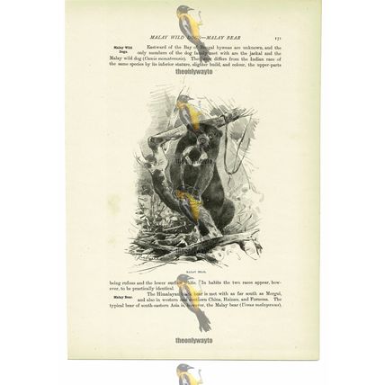 Malay Bear, Animal Book Illustration (Print), c1916