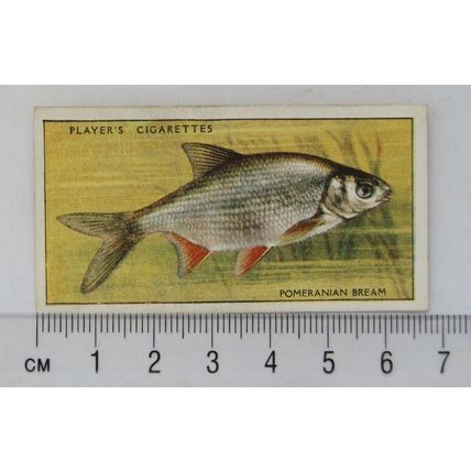1933 Players Fresh-water Fishes, pink back No. 5 Pomeranian Bream
