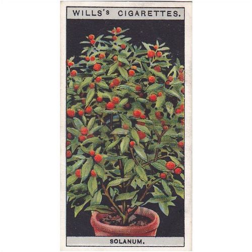 Wills Flower Culture In Pots Card No. 44 Solanum