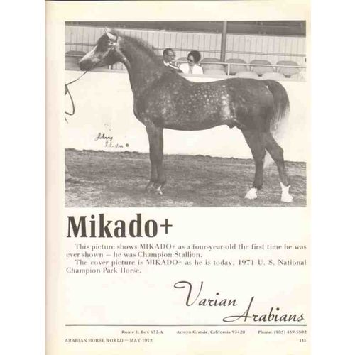 varian arabians 1972 mikado champion stallion stud horse vintage ad