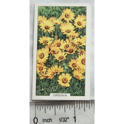 1938 Gallaher's Garden flowers No. 19 Ursinia
