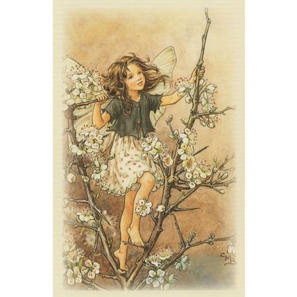 Blackthorn Flower Fairy from WW2 Old Fairies Book Postcard