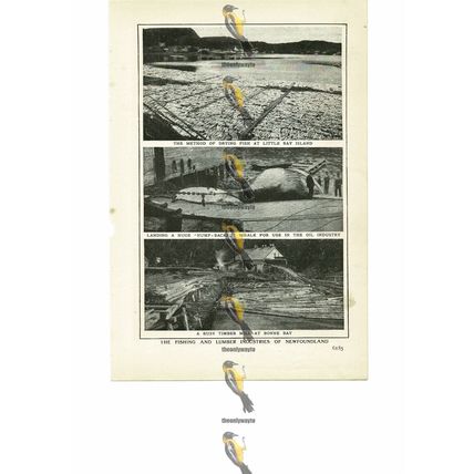 Fishing & Lumber Industries, Newfoundland, Canada, Book Illustration, 1909