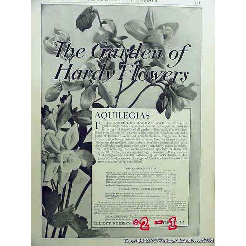 ELLIOTT NURSERY 1906 Garden of Flowers Aquilegias vintage ad