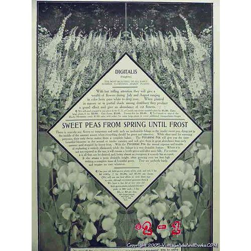 WAGNER PARK CONSERVATORIES 1906 Sidney OH sweet peas vintage ad