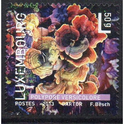 Luxembourg 2013 Mushrooms - Turkey Tail 50g Used