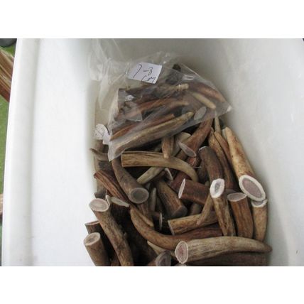 ANTLER TIPS FOR CRAFTS. 2-9 CM. 1 KG+ BAG