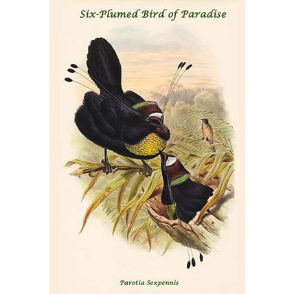Parotia Sexpennis - Six-Plumed Bird of Paradise 12 x 18 Poster