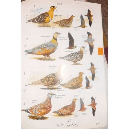 SASOL BIRDS OF SOUTHERN AFRICA (PB, GC, 2002)