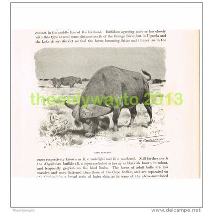 CAPE BUFFALO, BOOK ILLUSTRATION (PRINT), c1916
