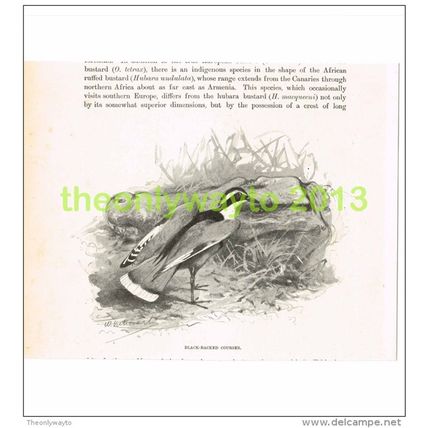 BLACK BACKED COURSER, BOOK ILLUSTRATION (PRINT), c1916