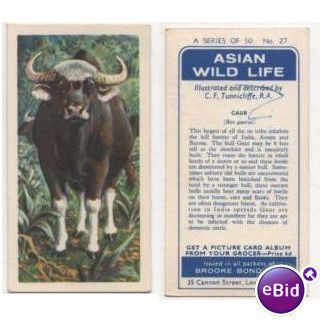 1962 Brooke Bond Tea card Asian Wild Life No.27 GAUR