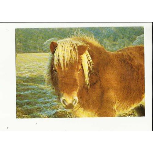 Animals SHETLAND PONY Postcard by Dixon (L6/SP.5806)