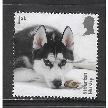 2024 Dogs - Siberian Husky - used