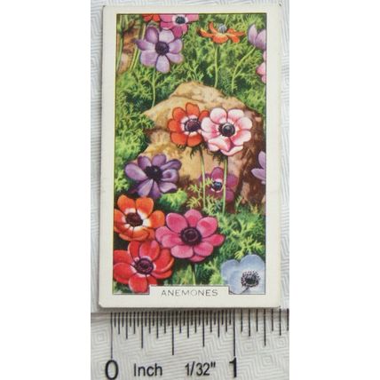 1938 Gallaher's Garden flowers No. 26 Anemones