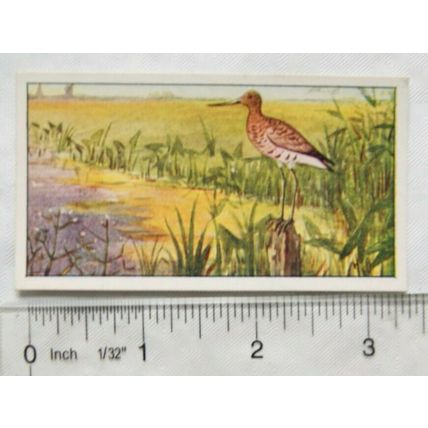 1920s Lente card No. 35 Grutto, Godwit