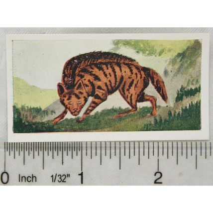 Neilson's Interesting Animals card No. 26 Laughing Hyena