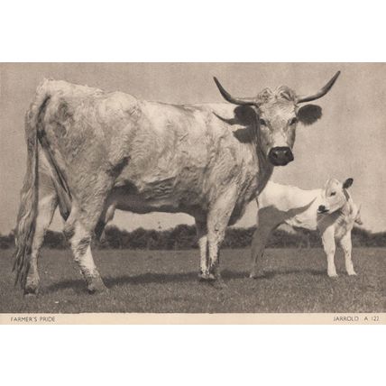 Farmers Pride Jarrold Cattle Norfolk Rare Postcard