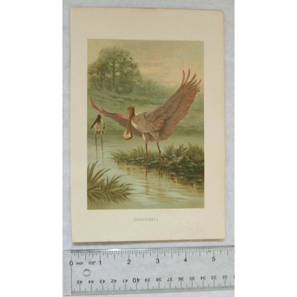 Coloured illustration: Spoonbill