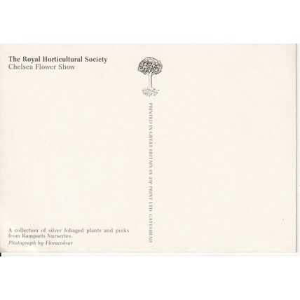 Chelsea Flower Show Postcard - Collection Of Silver Foliaged Plants
