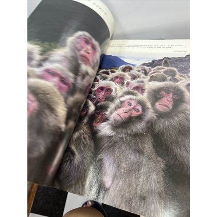 National Geographic Magazine July 2008 Who Murdered Mountain GorillasCollectable