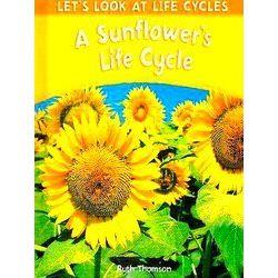 A Sunflower's Life Cycle