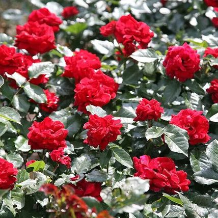 Rose Plant in Pot 'Ruby Wedding' Hybrid Tea Flowering Bush Garden Ready Shrub