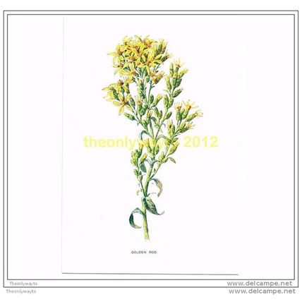 GOLDEN ROD, FROM FAMILIAR WILD FLOWERS, c1902, Book Illustration