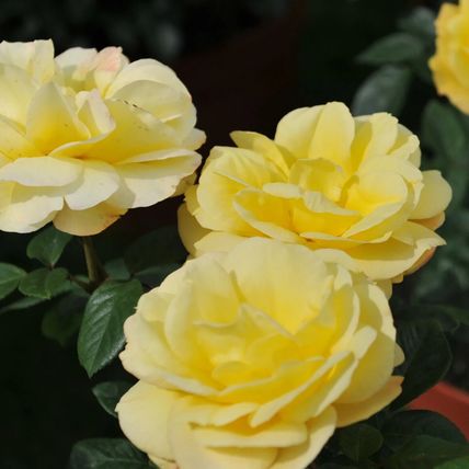 Rose Plant in Pot 'Arthur Bell' Floribunda Flowering Bush Garden Ready Shrub 4L