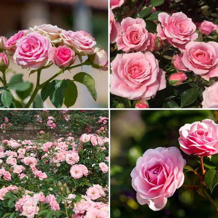 Rose Plant in Pot 'Pretty Polly' Repeat Flowering Bush Garden Ready Live Shrub