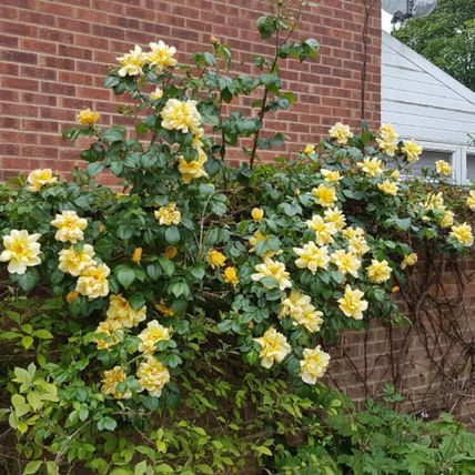 Rose Plant in Pot 'Arthur Bell' Floribunda Flowering Bush Garden Ready Shrub 4L