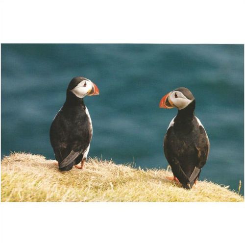 Frimerkjasalan: Atlantic Puffins (Fratercula arctica) in Vestmannaeyjar.