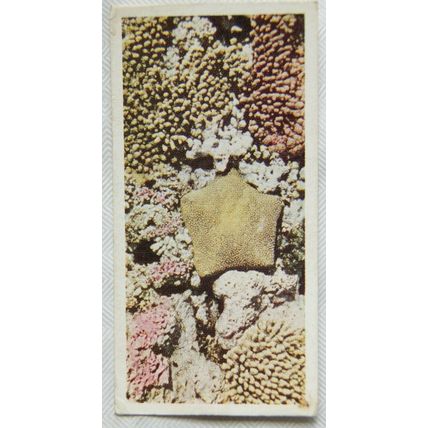 Lyons Tea card Australia No. 33 Coral