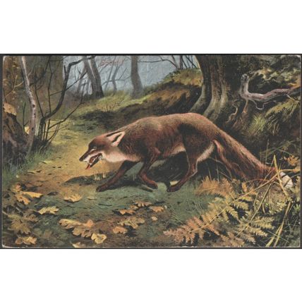 Spent! - The Fox, 1904 - Valentine's Postcard