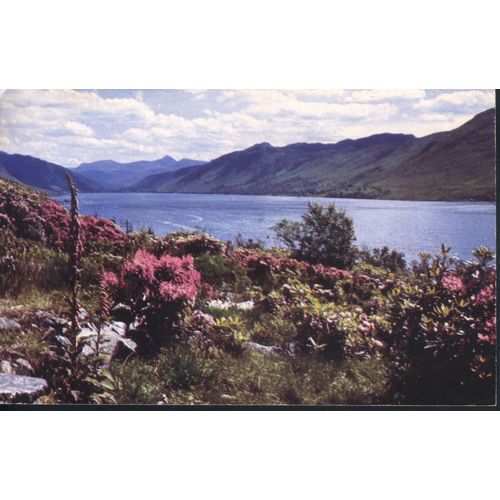 Scotland Postcard - Foxgloves & Rhododendrons at Loch Broom, Scotland