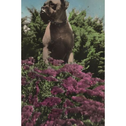 Bulldog Pickwick The Guard Dog at Jersey Holiday Camp Postcard