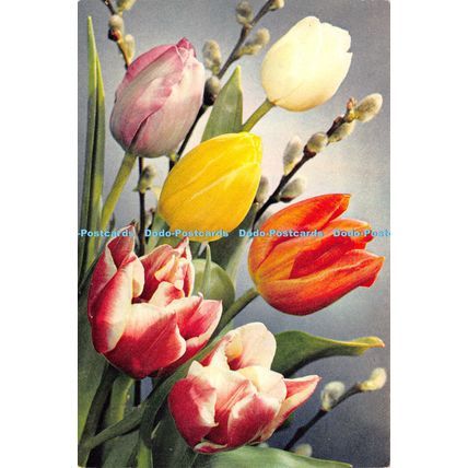 D022403 Early Flowering Tulips. Family Liliaceae. Dixon
