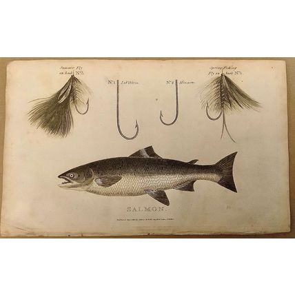 SALMON. COPPER ENGRAVING PRINTED IN LONDON IN 1807. 9” X 5.5”.