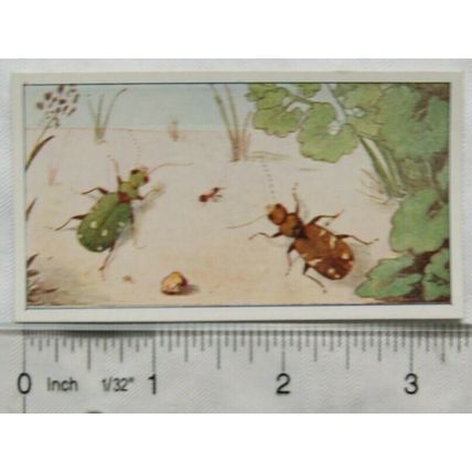 Vintage: Dutch card Jac. P. Thijsse, Lente No. 105 Zandloopkevers