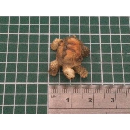 Tortoise (B) 1:12th Dolls House Miniature