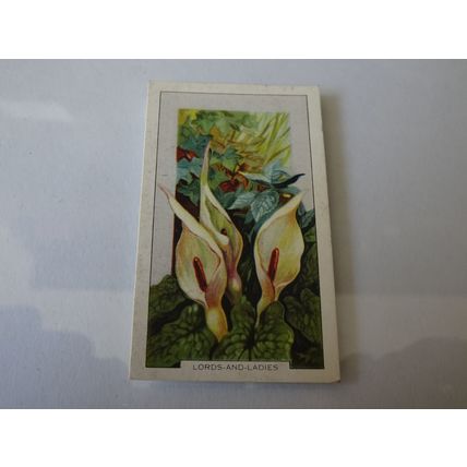 1939 Gallaher Wild Flowers Card # 20 of 48 Lords-And-Ladies Good (2)